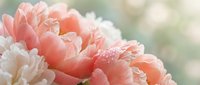 Soft pink peony flowers with delicate petals and morning dew drops creating romantic floral background for wedding invitations and spring decorations.