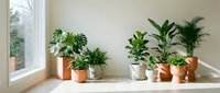 Collection of lush green houseplants in terracotta and ceramic pots arranged on windowsill creating natural home decor and bringing nature indoors.