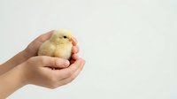 Young chick held gently in cupped hands against white background, symbolizing care, new life, and nurturing for agricultural and animal welfare concepts.