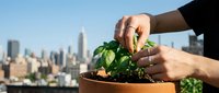Woman's hands tending green plant in terracotta pot with urban skyline background, representing sustainable living, gardening, and eco-friendly lifestyle choices.