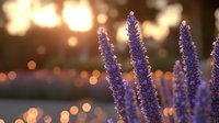 Purple lavender flowers against blurred golden sunset bokeh background, soft dreamy atmosphere creates romantic garden scene at dusk.
