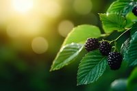 Fresh ripe blackberries growing on bush with green leaves in natural sunlight creating warm bokeh background for organic farming and healthy eating concepts.