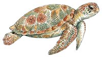 Decorative sea turtle with floral and botanical patterns on shell, isolated on white background for design, print, and clipart applications.