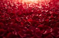 Red rose petals creating romantic texture background with soft focus and natural light. Macro photography shows delicate curves and layers of deep crimson petals.