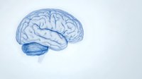 Anatomically accurate blue pencil sketch of human brain showing detailed gyri and sulci patterns on white background, suitable for medical and educational materials.