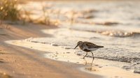 Small sandpiper bird walking along ocean shoreline at golden hour sunset with gentle waves and warm beach sand creating peaceful coastal wildlife scene.