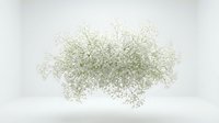 Delicate white baby's breath flowers arranged in natural bouquet on clean white background, isolated for wedding and floral design projects.