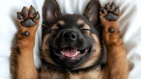 Happy brown and black mixed breed dog lying on back with paws up, showing playful expression and tongue out on white bedding, displaying joyful surrender pose.
