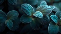 Delicate teal leaves with textured veins and frost-like coating create moody botanical composition against dark background.