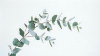 Eucalyptus branches with green and silver foliage arranged on white background, isolated botanical element suitable for design, invitations, and decorative projects.