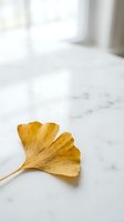 Single golden ginkgo leaf on white marble surface with soft natural lighting and blurred window background for autumn seasonal design.