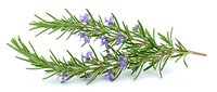 Fresh rosemary herb sprig with purple flowers isolated on white background, ready for culinary, wellness, and design projects.