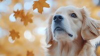 Golden retriever with cream-colored coat gazes upward amid falling autumn leaves in warm, bokeh-filled setting. Suitable for pet care, seasonal marketing, and lifestyle content.