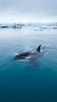 Orca whale swimming in pristine arctic waters surrounded by floating icebergs under overcast sky showcasing marine wildlife in polar environment.
