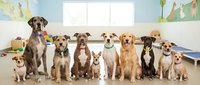 Large group of diverse dogs sitting together in bright veterinary clinic or pet care facility with colorful wall decorations and medical equipment.