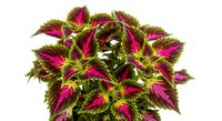 Coleus plant with vibrant magenta and lime green variegated foliage, isolated on white background for design and botanical projects.