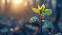Young green plant growing from soil at sunrise, with fresh leaves against blurred blue background and golden morning light, symbolizing growth and new beginnings.