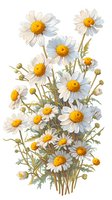 Beautiful white daisies bouquet with yellow centers on isolated background, perfect for botanical illustrations, greeting cards and floral design projects.