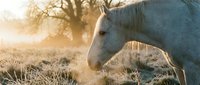 White horse grazing in misty morning field with golden sunlight filtering through bare trees, creating atmospheric rural landscape scene.