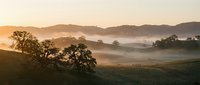 Misty morning landscape with rolling hills and silhouetted trees at golden hour sunrise, peaceful countryside scenery with fog layers creating atmospheric depth.