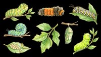 Caterpillar and butterfly lifecycle stages isolated on transparent background, ready for educational materials, clipart, t-shirt designs, stickers, print-on-demand products, and sublimation projects.
