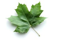 Fresh green maple leaf isolated on white background, showing detailed veins and natural texture. Useful for environmental themes or seasonal designs.