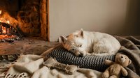 White cat resting on knitted blanket near rustic fireplace with warm glow, cozy home interior setting for lifestyle and comfort themes.