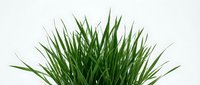 Isolated green grass tuft with long blades on transparent background, ready for design projects, web graphics, and digital compositions.