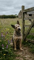 Adorable terrier dog sitting by wooden farm gate in countryside meadow with wildflowers and cloudy sky background for rural lifestyle concepts.