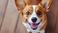 Happy corgi dog with tongue out and big smile looking at camera with joyful expression and bright eyes against neutral background for pet care content.