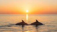 Two dolphins swimming together in calm ocean waters during golden hour sunset with warm orange and yellow sky reflecting on water surface creating peaceful seascape.