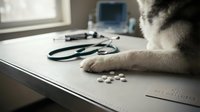Veterinarian examining pet with stethoscope and medication pills on examination table in modern clinic for animal healthcare and treatment.