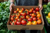 Fresh ripe red tomatoes on vine in cardboard box held by farmer at local market, surrounded by green produce, organic healthy vegetables.