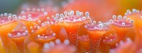 Vibrant orange mushrooms with delicate water droplets in macro photography, creating an ethereal natural pattern against blurred background. Dew covered fungi caps in sunrise light.