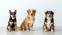 Three adorable mixed breed dogs sitting together on white background, perfect for pet care advertising and animal lover designs.