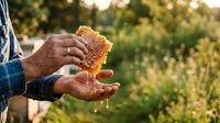 Beekeeper holding honeycomb frame with golden honey dripping from cells, showcasing raw honey harvest and apiary work in natural outdoor setting.