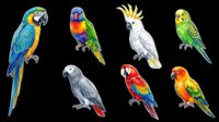 Colorful parrot collection featuring eight isolated tropical birds in various poses and plumage colors. Transparent background, ready for t-shirt design, clipart, stickers, sublimation, and print-on-demand projects.