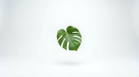 Tropical monstera leaf floating on clean white background, isolated botanical element for modern interior design and natural home decor projects.
