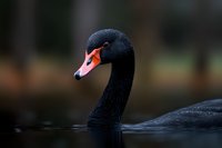 Black swan swimming in dark water with elegant neck pose and distinctive red beak, dramatic lighting creates moody nature atmosphere.