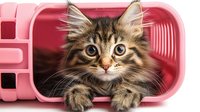 Adorable tabby kitten with fluffy fur and bright eyes peeking out from pink pet carrier, perfect for veterinary care, pet adoption and animal transport concepts.
