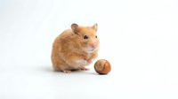 Cute golden hamster sitting next to a hazelnut on a white background, isolated small fluffy pet rodent with food.