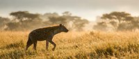 Spotted hyena walking through golden savanna grassland at sunset with acacia trees in background creating atmospheric African wildlife scene.
