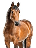 Brown horse with dark mane standing on white background isolated for equestrian design projects and animal photography concepts.