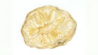 Dried citrus slice with natural segments and pale golden tones, isolated on white background, suitable for culinary, wellness, and design projects.