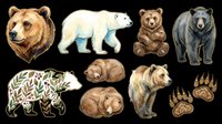 Watercolor bear clipart set isolated on transparent background, featuring grizzly, polar, black bears, cubs, floral bear, and paw prints for stickers, t-shirts, print on demand.