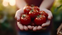 Fresh ripe red tomatoes cupped in hands during golden hour harvest time showcasing organic homegrown vegetables ready for healthy cooking and farm to table meals.