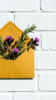 Yellow envelope with purple thistle flowers and rosemary against white brick wall, sunny flat lay for greeting card or invitation design.