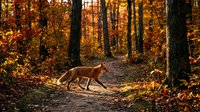Deer walking on forest path surrounded by golden autumn foliage and tall trees during fall season.