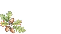 Watercolor oak branch with acorns and green leaves isolated on white background for autumn seasonal designs and nature-themed projects.