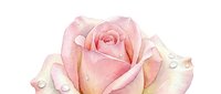 Soft pink rose bloom with delicate petals and water droplets, suitable for wedding designs, greeting cards, floral backgrounds, and romantic themed projects.